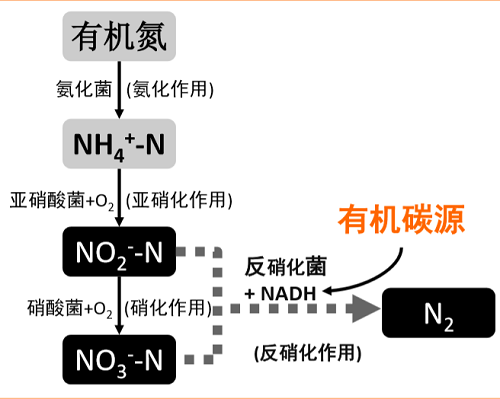 水中氮的形態及轉換過程